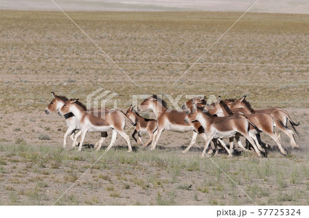 Wild ass or Kiang Pack, Tsokar, Ladakh, Jammu and Kashmir, India 57725324