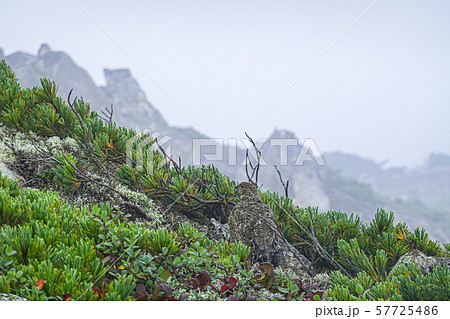 ライチョウ 57725486