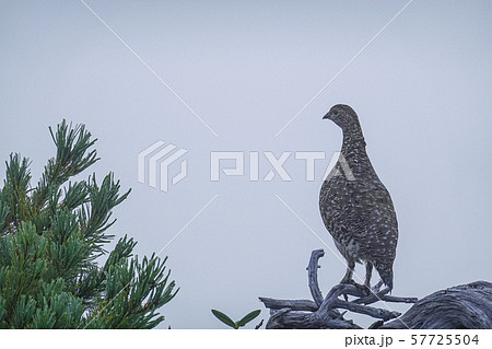 ライチョウ ライチョウ 57725504