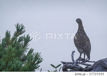 ライチョウ 57725505