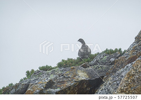 ライチョウ 57725507