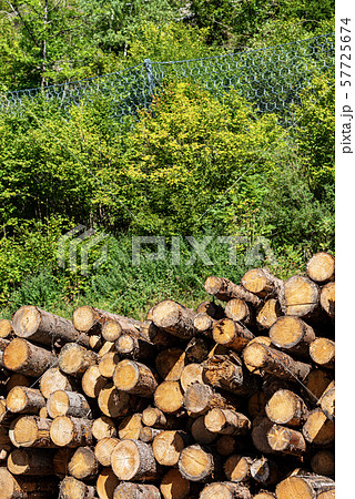 Pile of pine tree trunks with green trees in the background Pile of pine tree trunks with green trees in the background 57725674