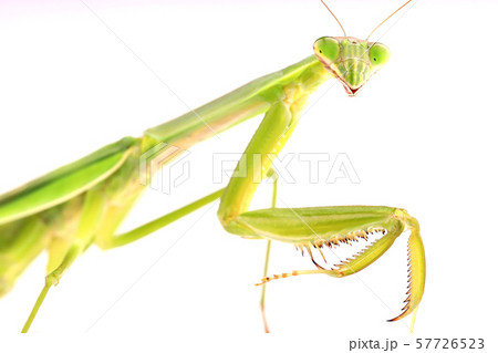 白背景のカマキリのアップ 57726523
