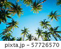 A forest of palm trees 57726570