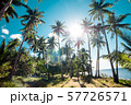 A forest of palm trees 57726571