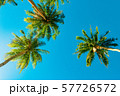 A forest of palm trees 57726572