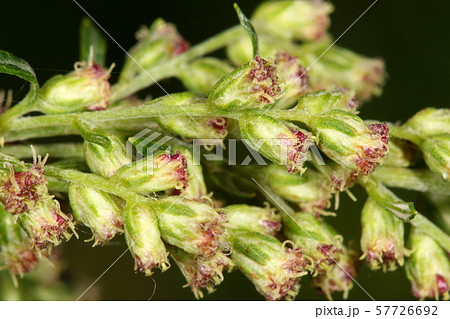 自然 植物 ヨモギ 赤紫の花 実は雌花と両性花が数個づつ集まってできていますの写真素材