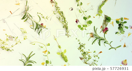 The herbs of Provence panorama. Rosemary, oregano, thyme, and marjoram, overhead shot on a 57726931