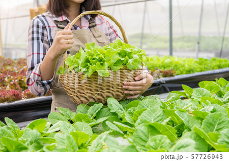 Young Asian hydroponics organic farmer collecting Young Asian hydroponics organic farmer collecting 57726943