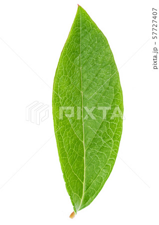 Blueberry leaf clipping path 57727407