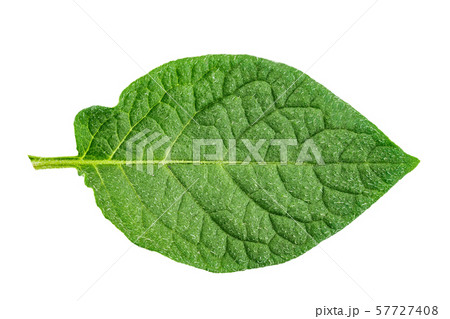 potato leaf clipping path 57727408