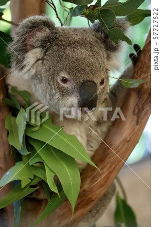 オーストラリ・ハミルトン島 57727522