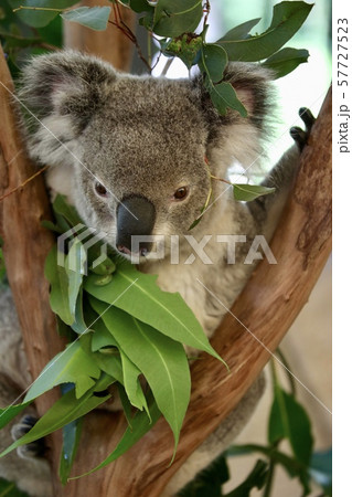 オーストラリ・ハミルトン島 57727523