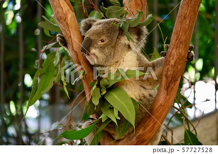オーストラリ・ハミルトン島 57727528