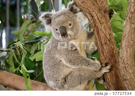 オーストラリ・ハミルトン島 57727534