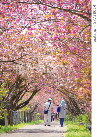 桜並木 57728054