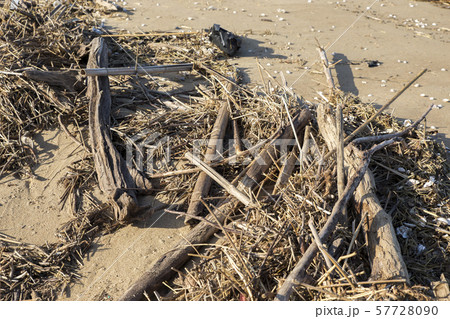 【自然災害】台風後、浜辺に打ち上げられた流木　流木拾い 57728090