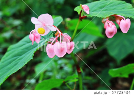 シュウカイドウ シュウカイドウ 57728434