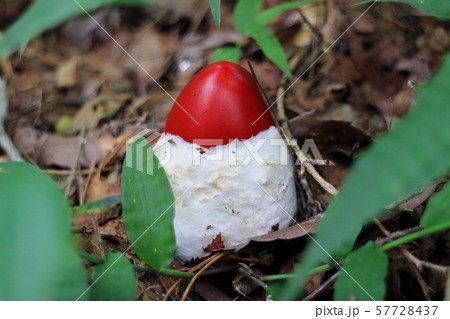 タマゴタケ 57728437