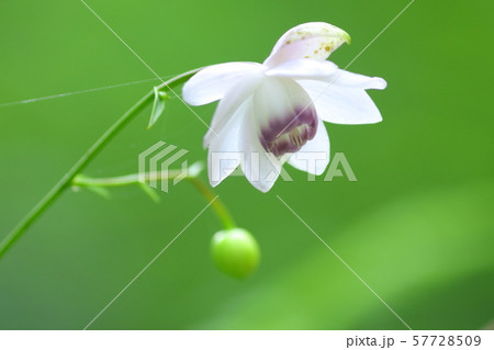 レンゲショウマ 57728509