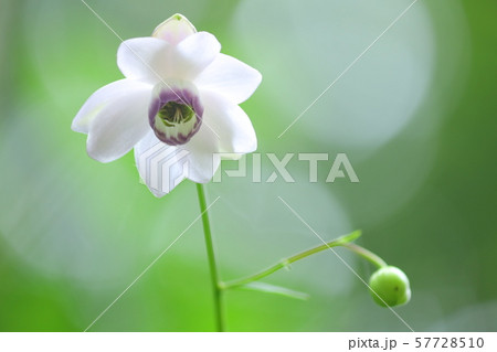 レンゲショウマ 57728510