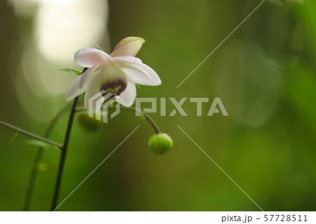 レンゲショウマ 57728511