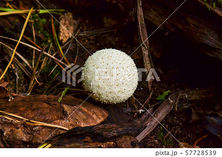 Edible mushroom Common Puffball, Lycoperdon Edible mushroom Common Puffball, Lycoperdon 57728539