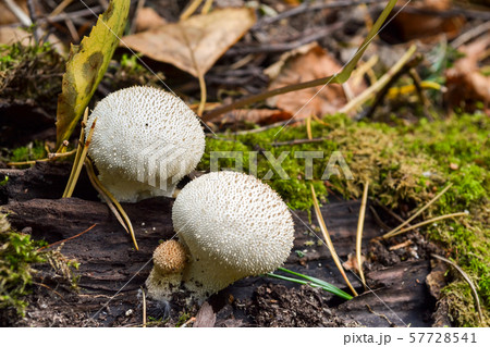 Edible mushrooms Common Puffball, Lycoperdon 57728541