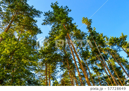 Beautiful tall pine trees. Bottom view. Summer 57728649