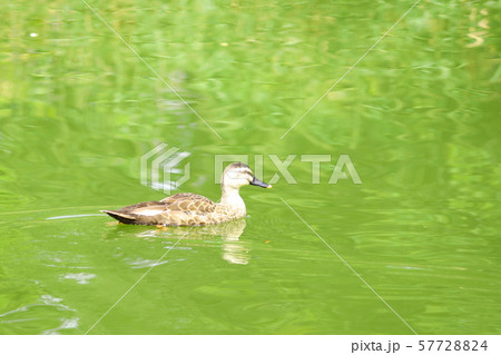 鴨 57728824
