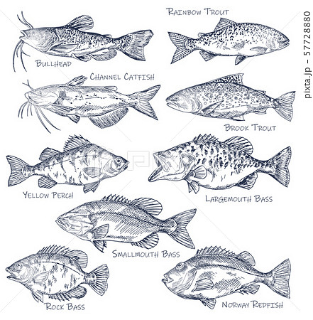 Sketch icons of seafood or water fish. Fishing Sketch icons of seafood or water fish. Fishing 57728880