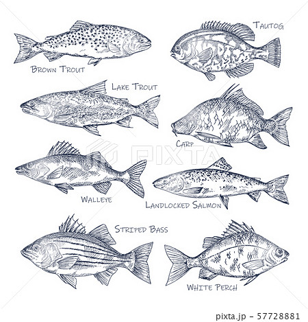 Side view on ocean and sea, river fish sketch 57728881