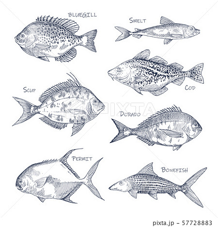 Seafood sketch or set of isolated hand drawn fish 57728883
