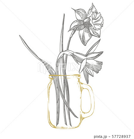 Daffodil Or Narcissus Flower Drawings Stock Illustration