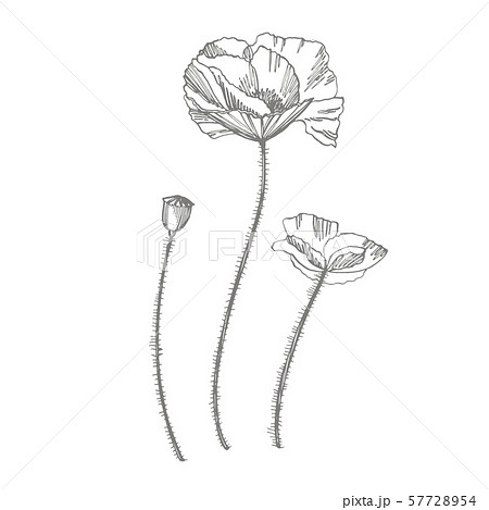 Poppy Flowers Botanical Plant Illustration Stock Illustration