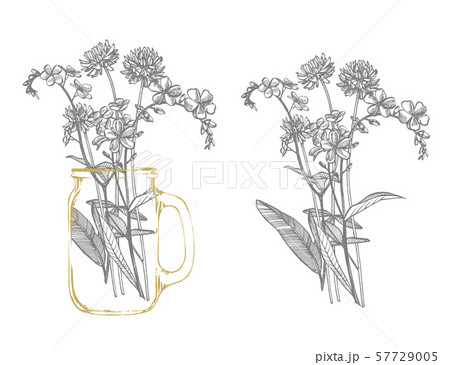 Branch of wild plant Forget-me-not and Clover. Vintage engraved illustration. Bouquet of hand drawn Branch of wild plant Forget-me-not and Clover. Vintage engraved illustration. Bouquet of hand drawn 57729005