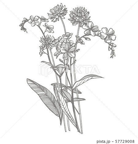 Branch of wild plant Forget-me-not and Clover. Vintage engraved illustration. Bouquet of hand drawn Branch of wild plant Forget-me-not and Clover. Vintage engraved illustration. Bouquet of hand drawn 57729008