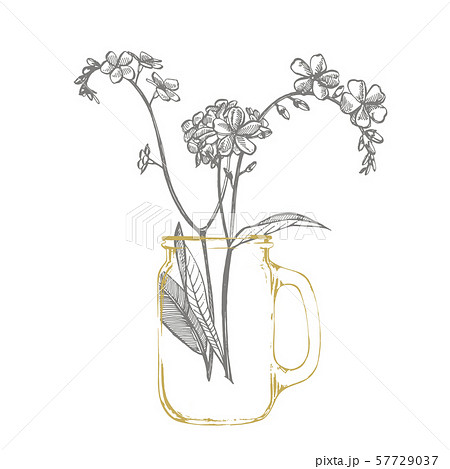 Forget-me-not flowers. Botanical illustration. Good for cosmetics, medicine, treating, aromatherapy Forget-me-not flowers. Botanical illustration. Good for cosmetics, medicine, treating, aromatherapy 57729037