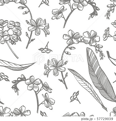 Forget-me-not flowers. Botanical illustration. Good for cosmetics, medicine, treating, aromatherapy Forget-me-not flowers. Botanical illustration. Good for cosmetics, medicine, treating, aromatherapy 57729039