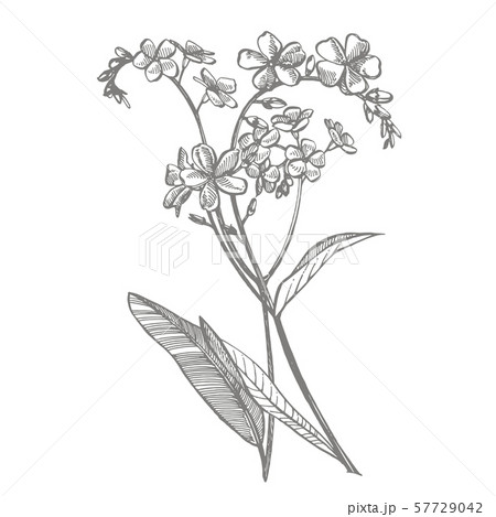 Forget-me-not flowers. Botanical illustration. Good for cosmetics, medicine, treating, aromatherapy Forget-me-not flowers. Botanical illustration. Good for cosmetics, medicine, treating, aromatherapy 57729042