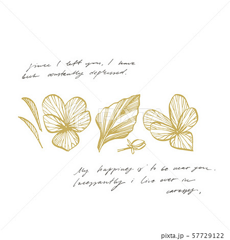 Pansy or daisy flower. Botanical illustration. Good for cosmetics, medicine, treating, aromatherapy 57729122