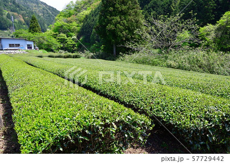岐阜県白川町の茶畑（岐阜県） 57729442