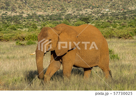 An old elephant in the savannah 57730025