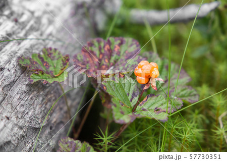 Cloudberry grows in a swamp near a fallen tree. 57730351