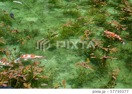 根道神社　モネの池（岐阜県） 57730377