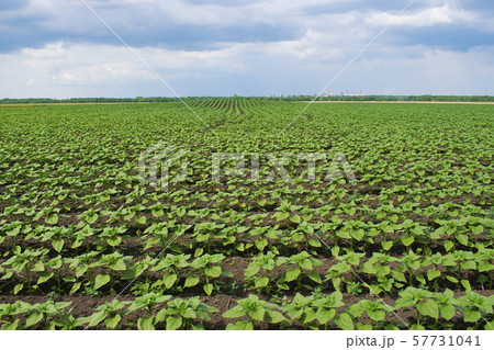 Young green spring sunflower plants in the field Young green spring sunflower plants in the field 57731041