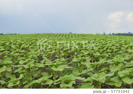 Young green spring sunflower plants in the field Young green spring sunflower plants in the field 57731042