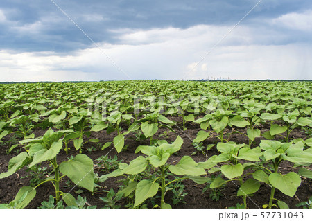 Young green spring sunflower plants in the field Young green spring sunflower plants in the field 57731043