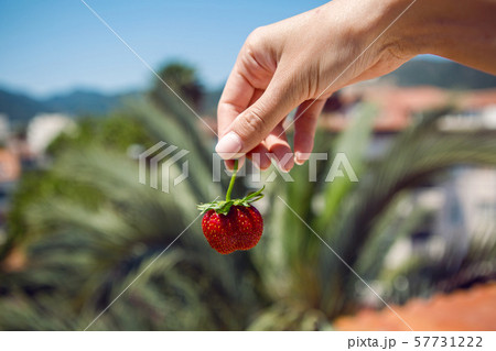 girl hand holding a juicy red ripe strawberries on a background of palm tree 57731222