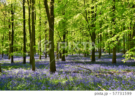 ブルーベルの森 57731599